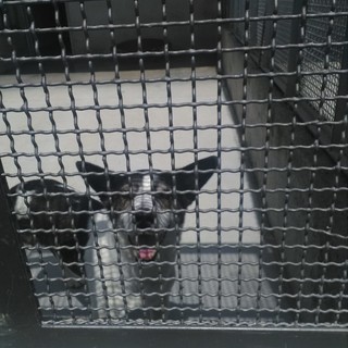 Lollo, &quot;nonnino&quot; di 10 anni cerca una famiglia per sempre