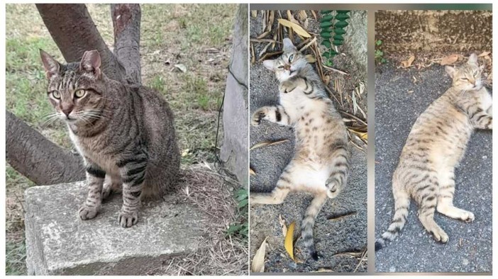 Savona, Micia e Claretta, le due gatte "condominiali" scomparse nel quartiere: l’appello dei residenti per trovarle