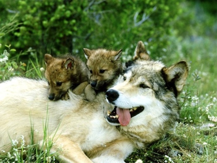 Museo “S. Lai” di Ceriale, il 17 agosto un evento dedicato ad uno splendido animale: il lupo