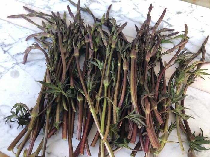 La nostra lettrice Marisa Galliano è andata a raccogliere i luvertin e ce li mostra La nostra lettrice Marisa Galliano è andata a raccogliere i luvertin e ce li mostra