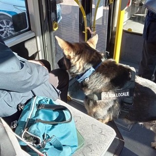 Senza biglietto sull'autobus a Savona, dà in escandescenze: la polizia locale lo calma e lo sanziona