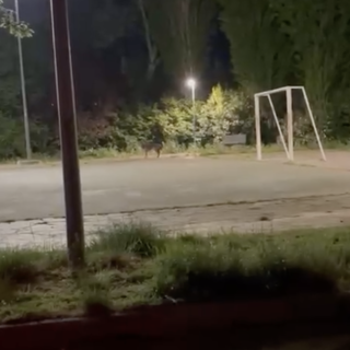 Lupo avvistato a pochi passi dal centro di Carcare (VIDEO)