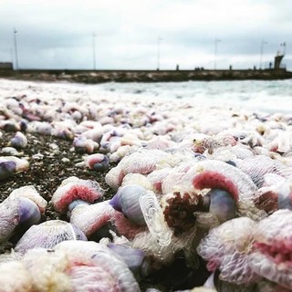 Foto tratta dalla Pagina Facebook di Giovanni Battista Cepollina e dalla Pagina Facebook: "Sei di Finale Ligure se"