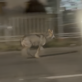 Cairo, lupo avvistato vicino alle case in Corso Guglielmo Marconi: il video diventa virale