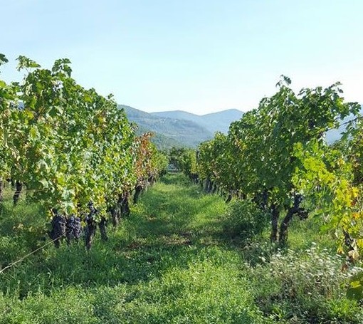 La "Liguria del vino" unita contro la crisi La "Liguria del vino" unita contro la crisi