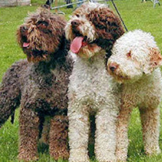 A Cosseria la prima edizione della Sfilata del Cane da Tartufo