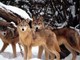 WWF Liguria: il lupo non è il ‘flagello’ degli allevatori