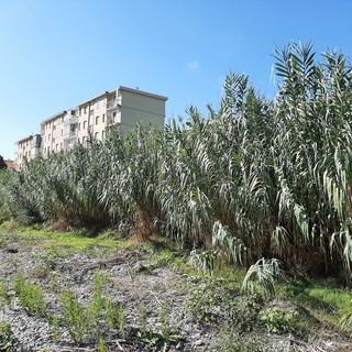 Albissola, via alla manutenzione ordinaria del Sansobbia (FOTO) Albissola, via alla manutenzione ordinaria del Sansobbia (FOTO)