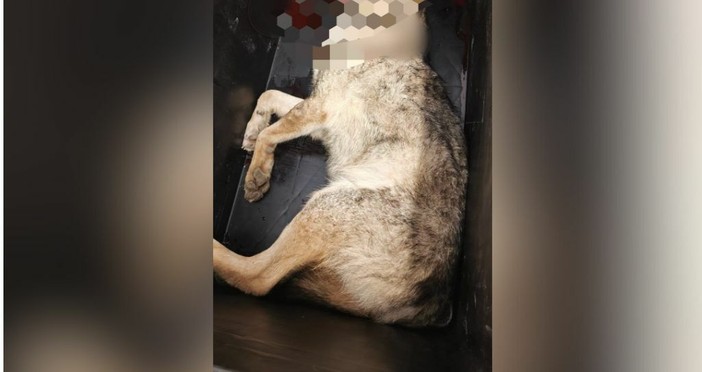 Travolto e ucciso da un’auto un lupo a Ortovero: l’incidente lungo via Tenaigo