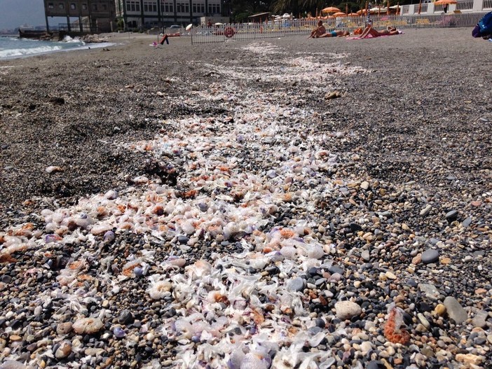 Lumache di mare spiaggiate: distese anche a Pietra Ligure e Savona (FOTO e VIDEO)