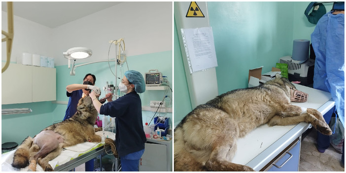 Foto tratta dalla pagina Facebook Enpa odv sezione di Savona Foto tratta dalla pagina Facebook Enpa odv sezione di Savona