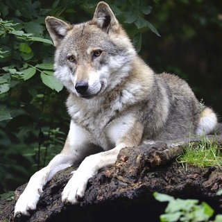 Emergenza lupi: ordine del giorno del Consigliere regionale De Paoli