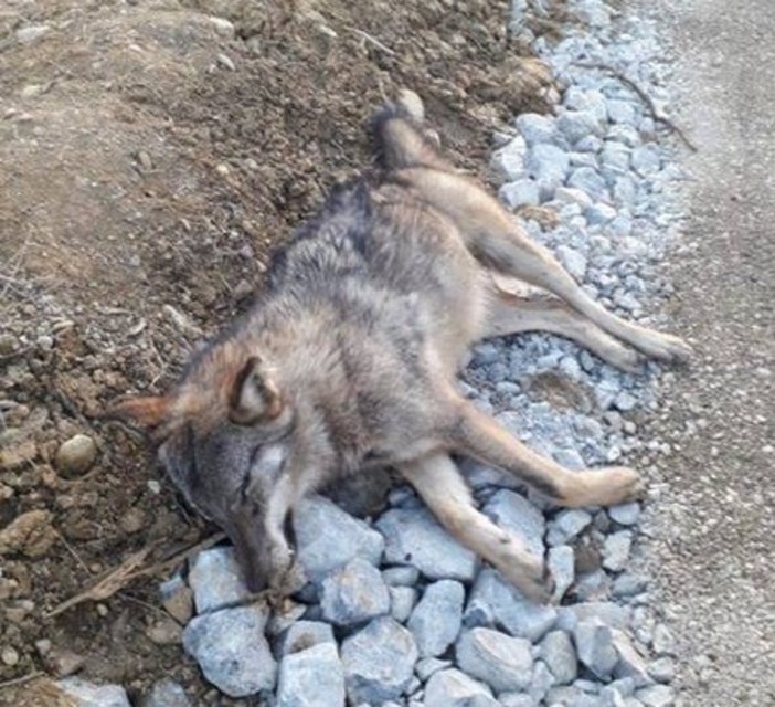 Foto pagina Facebook "Il Nuovo Cacciatore Piemontese"