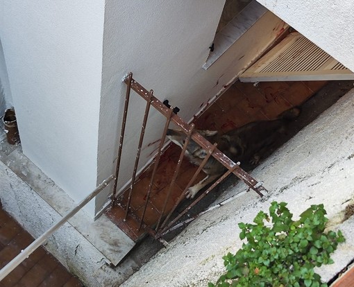 Lupo ritrovato su un terrazzo a Toirano, OSA: "Probabilmente faceva il suo mestiere: inseguire un capriolo"