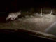Avvistato un lupo sul colle dello Scravaion, tra Castelvecchio e Bardineto (VIDEO)