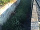 Albenga, liquami fognari sversati in frazione San Fedele: la segnalazione di un cittadino (FOTO) Albenga, liquami fognari sversati in frazione San Fedele: la segnalazione di un cittadino (FOTO)