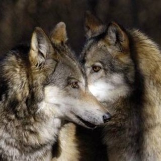 Albenga, proiezione del documentario "I miei lupi"