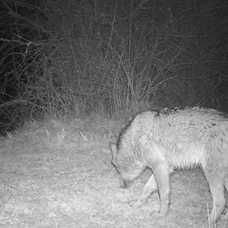 "Questo è un lupo": un magnifico esemplare femmina avvistato in Val Bormida