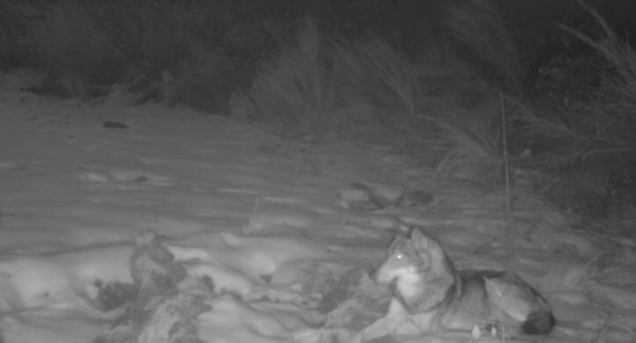 "I lupi sono molto territoriali, l'areale medio di un branco è di 150/200 km²"