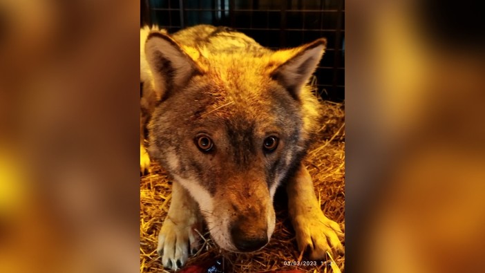 Savona, lupo intrappolato nel giardino di un appartamento, i volontari Enpa sui social: “Ha una frattura, lunedì l’operazione”