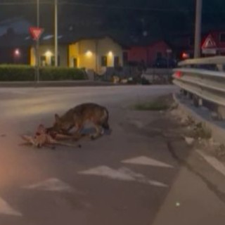 Carcare, lupo azzanna capriolo e lo trascina in strada sotto gli occhi degli automobilisti