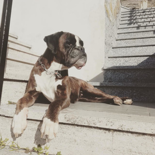 La sua "mamma" umana è scomparsa, Love cerca casa