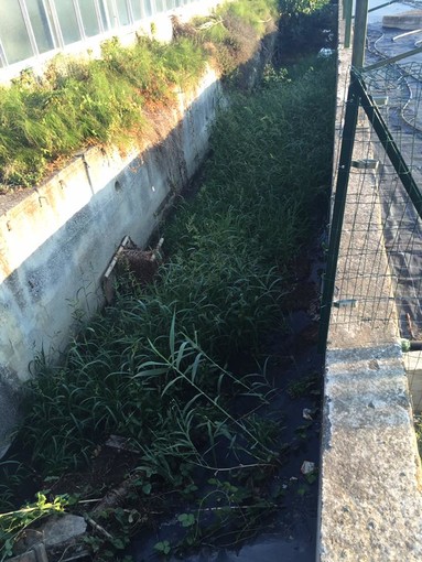Albenga, liquami fognari sversati in frazione San Fedele: la segnalazione di un cittadino (FOTO) Albenga, liquami fognari sversati in frazione San Fedele: la segnalazione di un cittadino (FOTO)