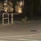 Esemplare di lupo avvistato nel centro di Spotorno, il video circola sui social