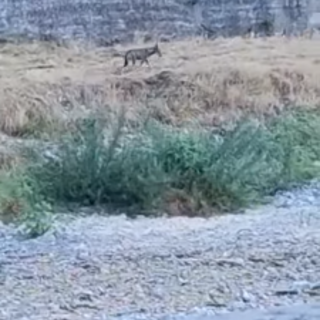 Avvistato un lupo nel Bisagno, l'ex assessore Mai: "E' a caccia, da tempo dico che i cinghiali vanno rimossi" (VIDEO)