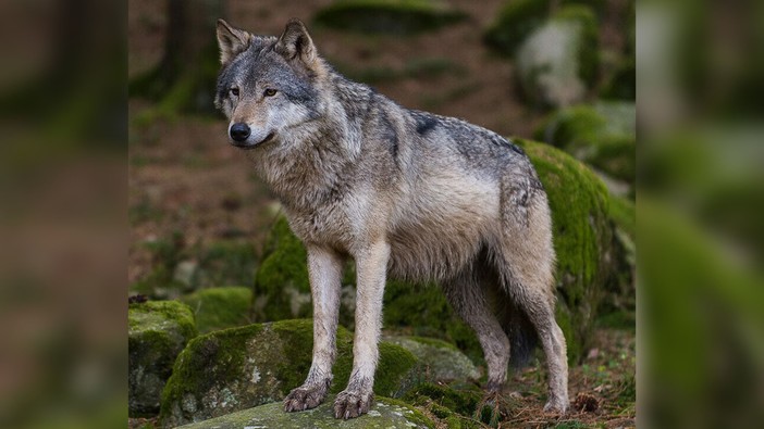 Stella, due segugi attaccati da lupi durante una battuta di caccia: OSA e PAI chiedono chiarezza