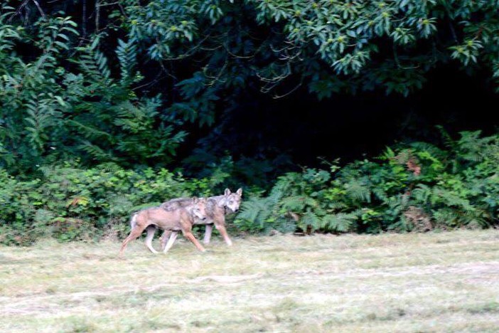 Cairo, avvistati due esemplari di lupo nella Riserva Naturale dell'Adelasia (FOTO)