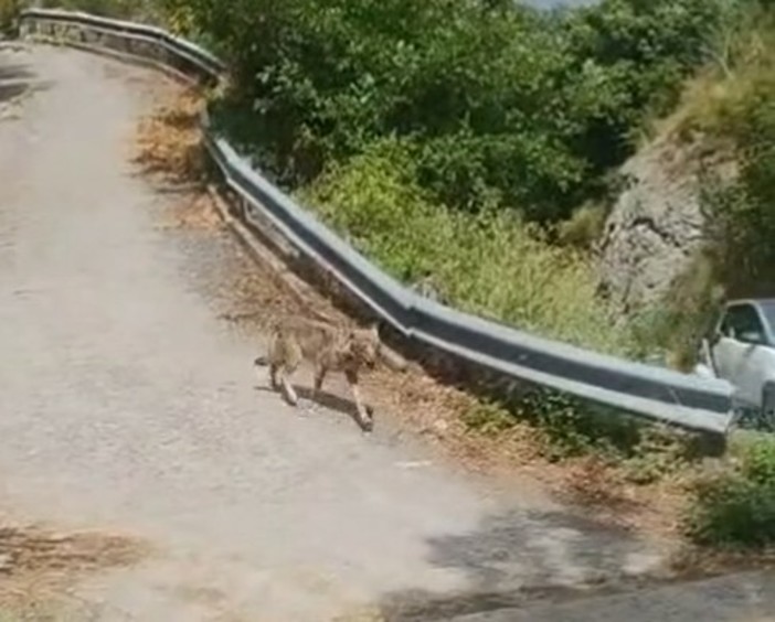 Un lupo vicino alla tomba di Pertini, gli animalisti: ‘Polemica surreale, si usa la paura’” Un lupo vicino alla tomba di Pertini, gli animalisti: ‘Polemica surreale, si usa la paura’”