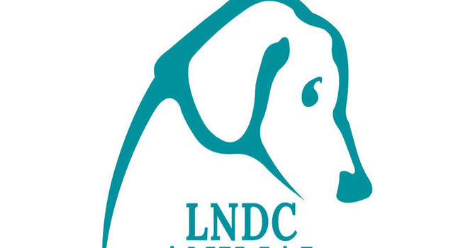 Cani trovati senza vita a Carcare: LNDC Animal Protection presenta denuncia e chiede l’aiuto dei cittadini