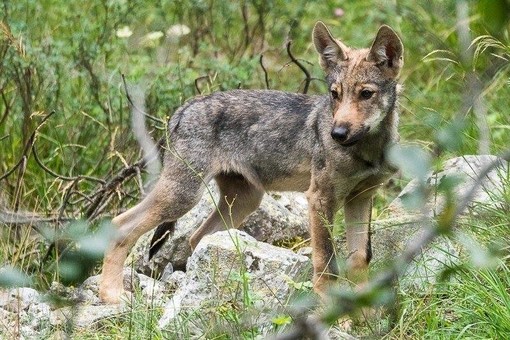 Peagna di Ceriale: al museo "Silvio Lai" per "scoprire" il lupo