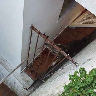 Lupo ritrovato su un terrazzo a Toirano, OSA: "Probabilmente faceva il suo mestiere: inseguire un capriolo"