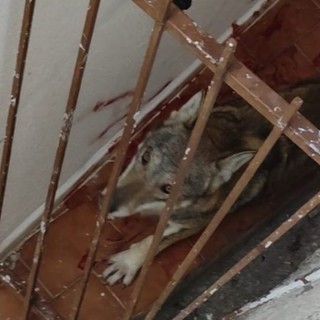 Lupo sul terrazzo di casa a Toirano, l’on. Bruzzone (Lega): “Va ripresa al più presto la legge sui grandi carnivori”