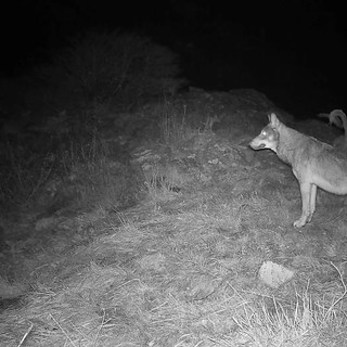 Emergenza lupi, Vaccarazza: "Bisogna trovare una soluzione prima che sia troppo tardi"
