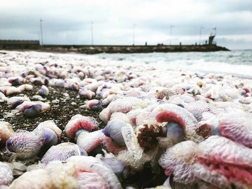 Foto tratta dalla Pagina Facebook di Giovanni Battista Cepollina e dalla Pagina Facebook: "Sei di Finale Ligure se"