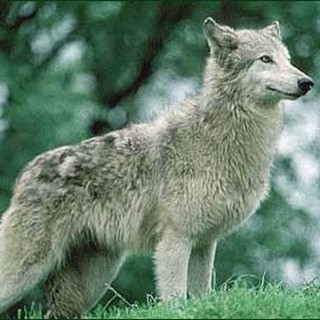 Il PalaLupo Tour arriva a Sassello: due giorni nel Beigua per conoscere il lupo