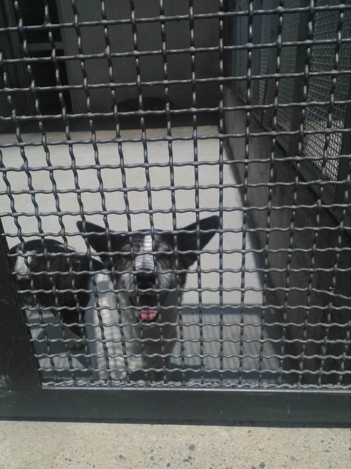 Lollo, "nonnino" di 10 anni cerca una famiglia per sempre