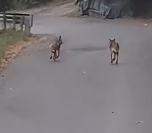 Vado, avvistata una coppia di lupi a San Genesio (VIDEO) Vado, avvistata una coppia di lupi a San Genesio (VIDEO)