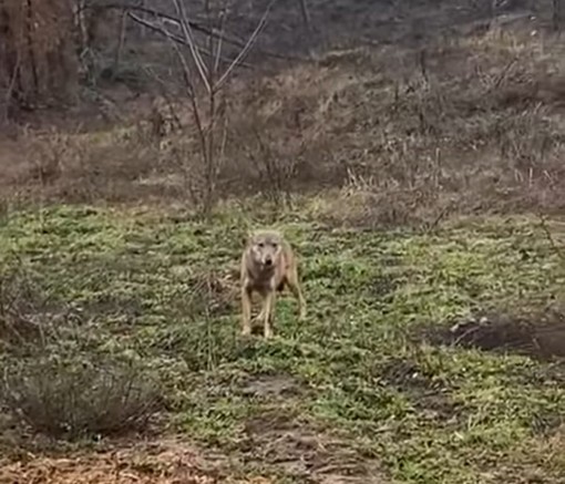 Lupo catturato a Genova transita nella zona di Sassello e Albisola. Orsi (Coldiretti): "Vedremo nei prossimi giorni se si stabilizza in queste aree o va altrove" Lupo catturato a Genova transita nella zona di Sassello e Albisola. Orsi (Coldiretti): "Vedremo nei prossimi giorni se si stabilizza in queste aree o va altrove"