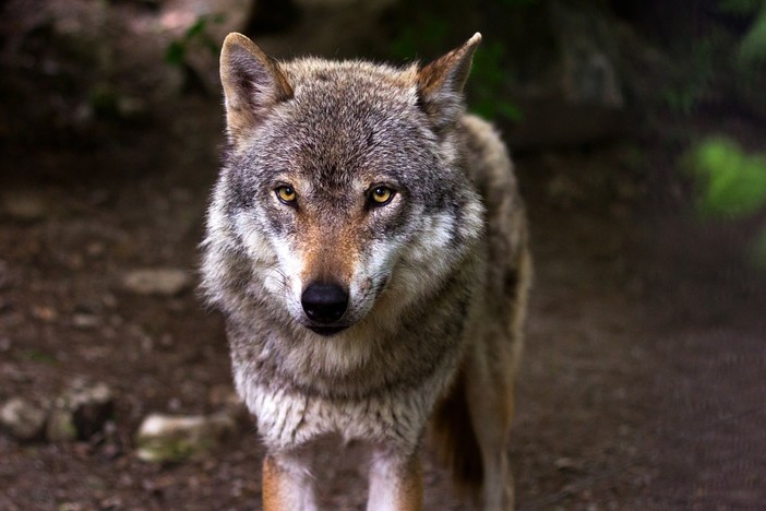 Coldiretti: &quot;In Liguria aumentano le denunce per gli attacchi dei lupi&quot;