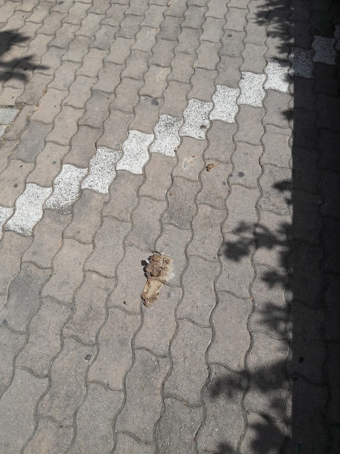 Leca d'Albenga: parcheggi selvaggi e sporcizia sui marciapiedi, la segnalazione di un residente