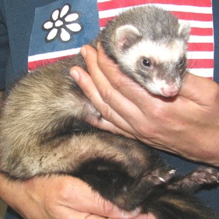 Furetto smarrito a Loano