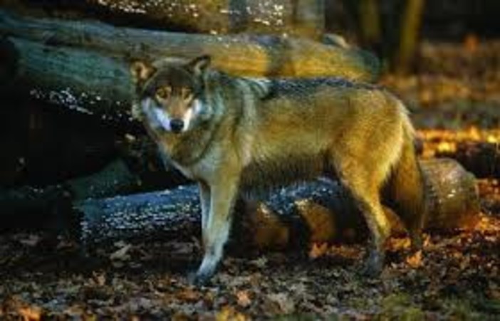 Caccia al lupo: arriva il primo ok Stato Regioni. Insorgono gli ambientalisti &quot;Provvedimento inutile e dannoso&quot;