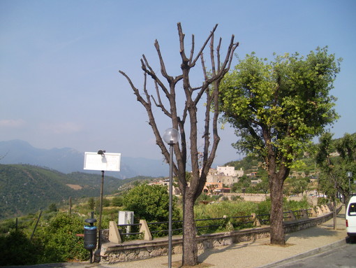 Attacco ai lecci. Come viene trattata questa pianta nel Finalese e l'esempio di Pontremoli