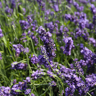 Pietra Ligure aderisce al progetto "Lavanda della Riviera dei Fiori"