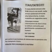 Cane investito da un'auto ad Albisola, i proprietari cercano testimoni Cane investito da un'auto ad Albisola, i proprietari cercano testimoni