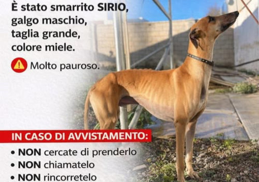 Varazze, levriero smarrito a Cantalupo: ricerche in corso